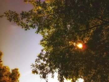 Low angle view of trees against sky