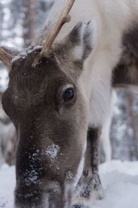 Close-up of deer in snow