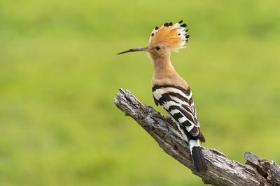 Close-up of hoopoe perching on branch