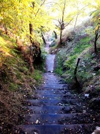 Stream amidst trees