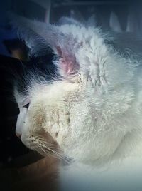 Close-up of crocodile relaxing