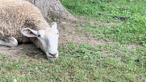 View of a horse on field