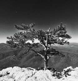 Scenic view of trees against clear sky