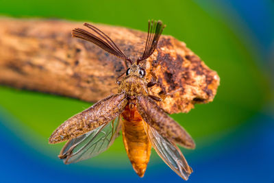 Close-up of butterfly on leaf