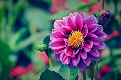 Close-up of pink flower