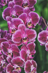 Close-up of fresh pink flowers in bloom