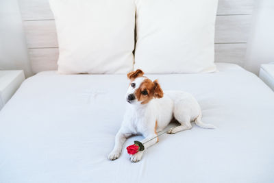 Cute jack russell dog at home with red rose on paw, romance, valentines concept