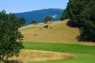 Scenic view of grassy field against sky