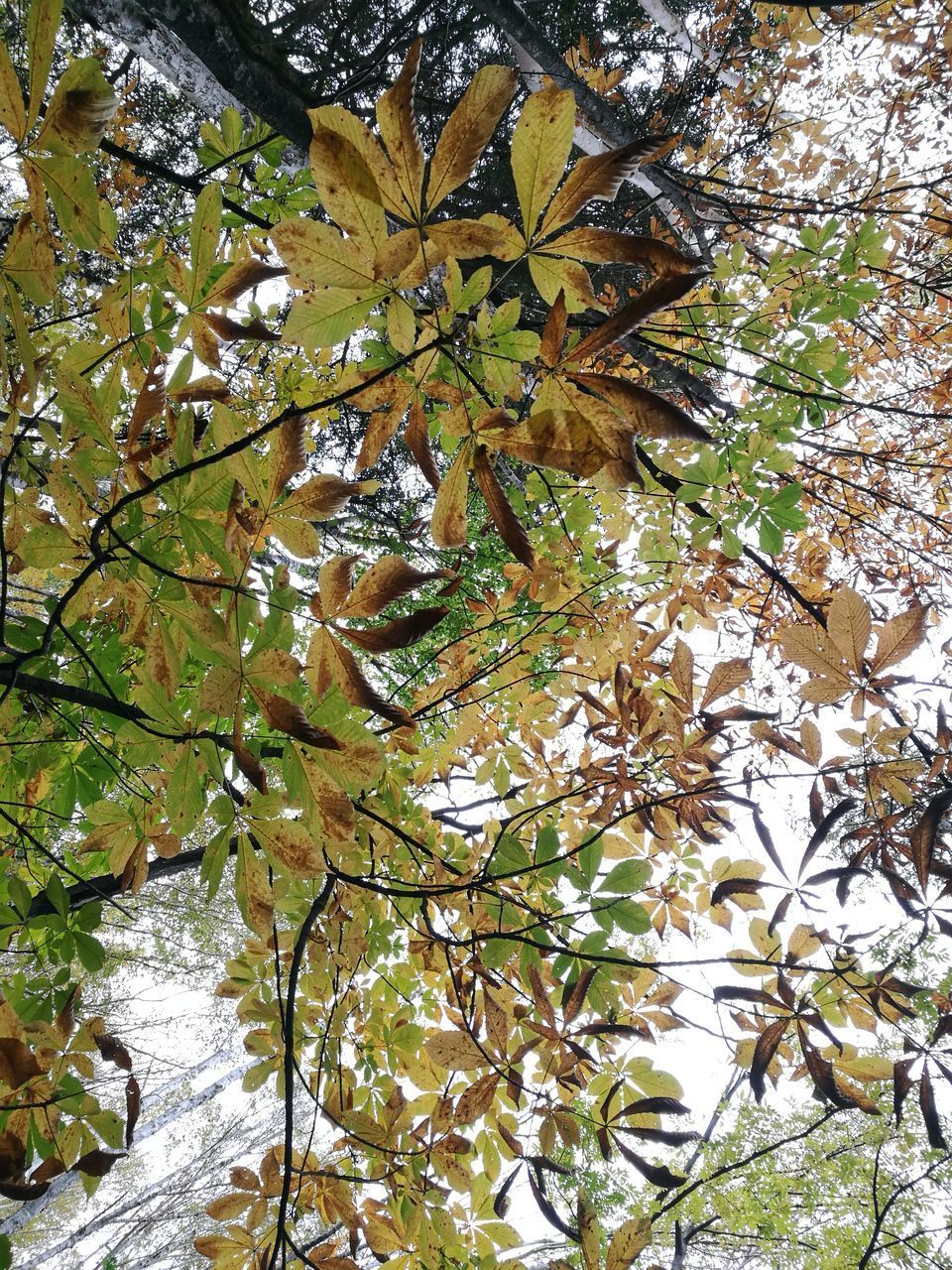 LOW ANGLE VIEW OF TREES AGAINST PLANTS