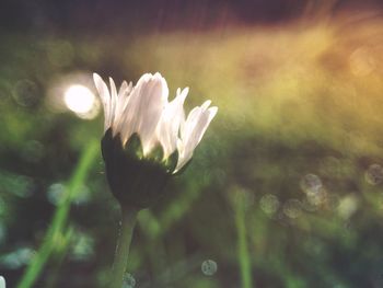 Close-up of white flower blooming outdoors