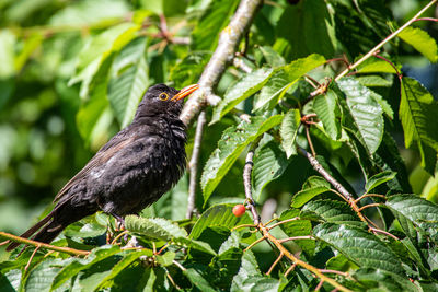 Blackbird presents on a branch