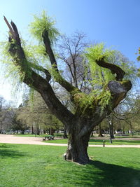 Trees in park