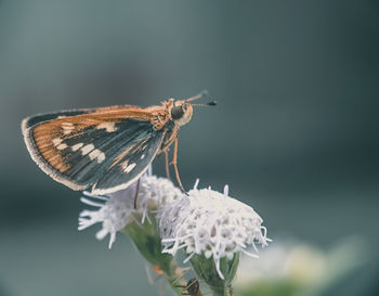 Close-up of butterfly pollinating on flower