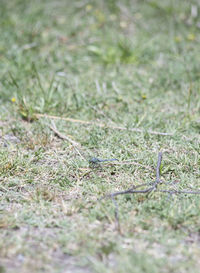 High angle view of lizard on field