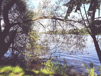 Scenic view of lake in forest