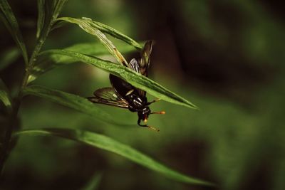 Close-up of insect on plant