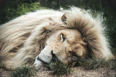 Lion relaxing on field