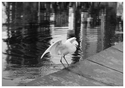 View of bird in lake