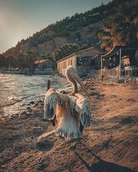 View of an pelican on land