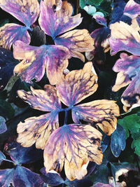High angle view of purple flowering plant