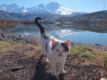 Portrait of cat standing on snow covered mountain