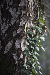 Close-up of lichen on tree trunk