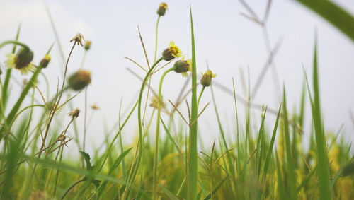 Close-up of yellow flowering plants on field