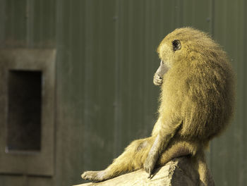 Close-up of monkey sitting in zoo