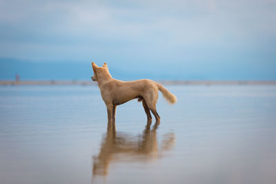 Side view of dog on shore against sky