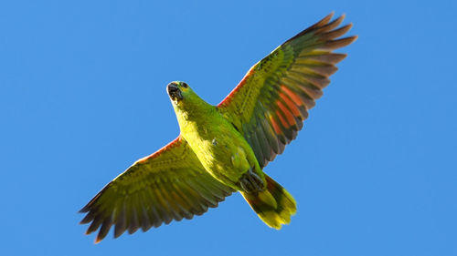 Low angle view of bird flying against clear blue sky