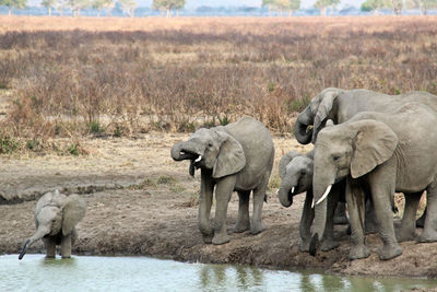 View of elephant drinking water