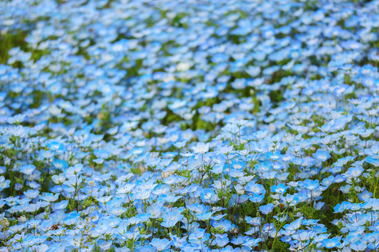 FULL FRAME SHOT OF BLUE FLOWERING PLANTS