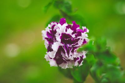 Close-up of flower against blurred background