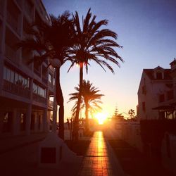 Palm trees in city against sky