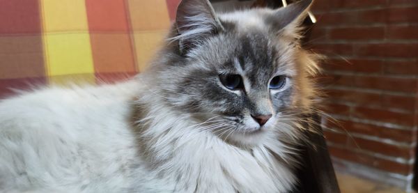 Close-up of a cat looking away