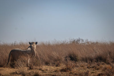 Horse standing in a field