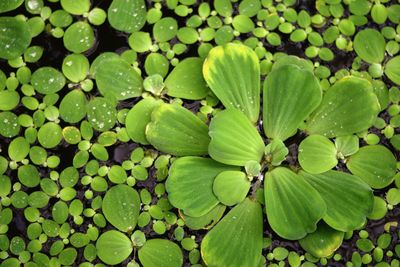 Full frame shot of lotus leaves floating on water