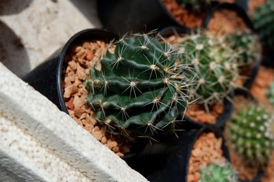 High angle view of potted cactus plant