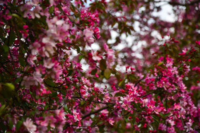 Pink flowers blooming on tree