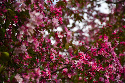 Close-up of pink flowers in tree