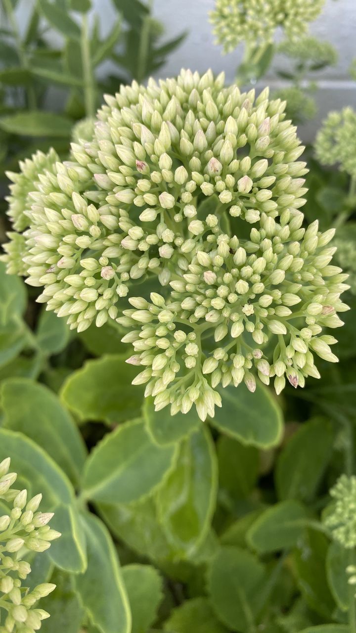 CLOSE-UP OF GREEN FLOWERING PLANT