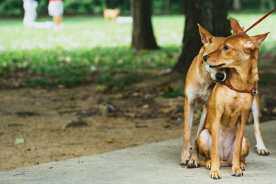 Dog looking away