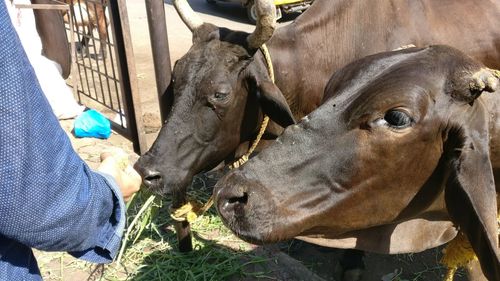 Close-up of cows