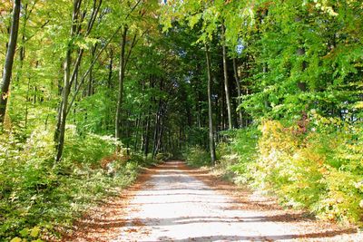 Footpath amidst trees in forest