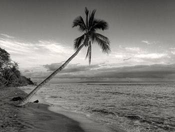 Palm trees on beach