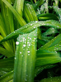 Close-up of wet plant during rainy season