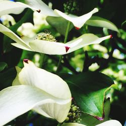 Close-up of flowers