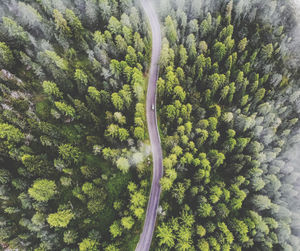 High angle view of trees