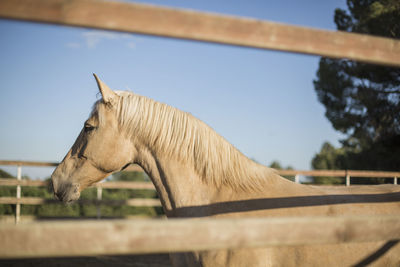 Horse standing in ranch