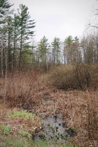 Plants growing on field in forest